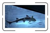 08 Seaquarium (voor PJ) * 1152 x 648 * (277KB)